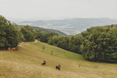 Tagungen Work Life Balance Natur Chrischona Berg